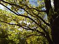 Autumn, Elm Avenue, Univesity of New England DSC00681